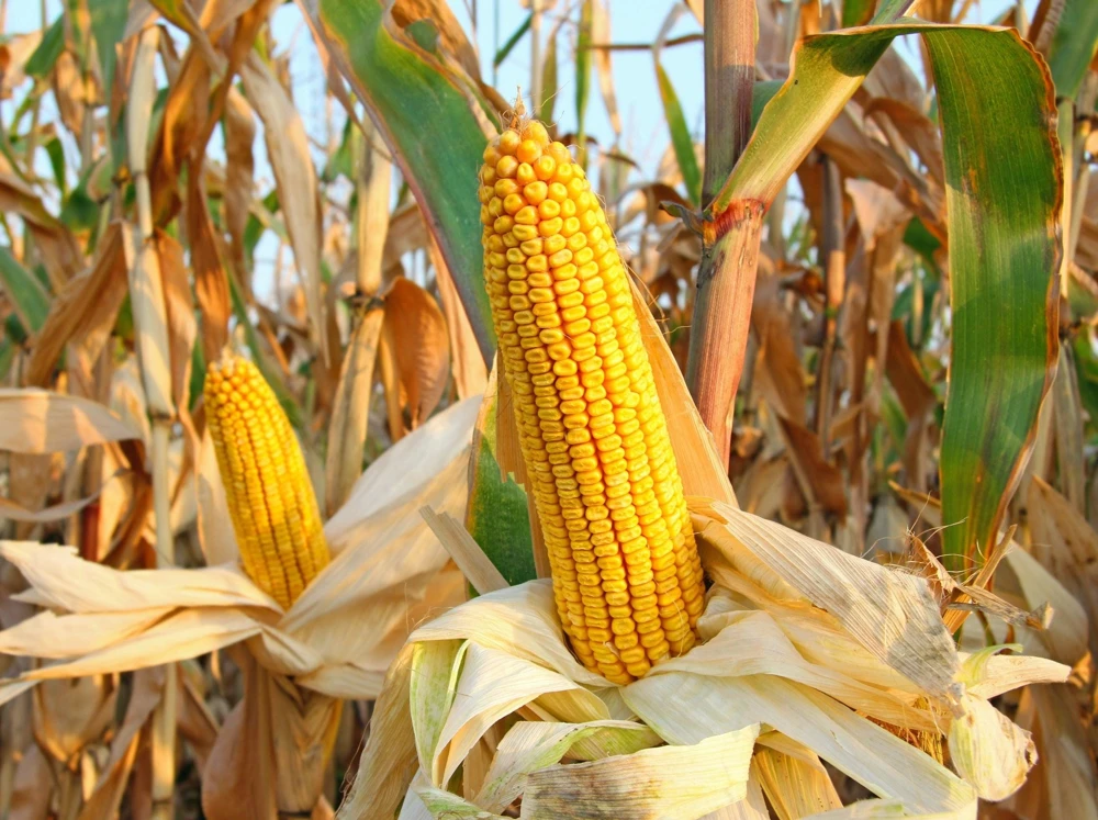 South American Yellow Popcorn Corn Seeds - 75 Count Heirloom Zea Mays - Image 5