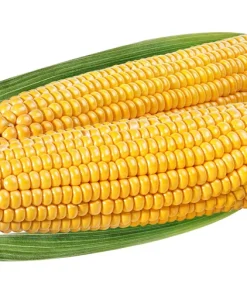 South American Yellow Popcorn Corn Seeds - 75 Count Heirloom Zea Mays - Image 6
