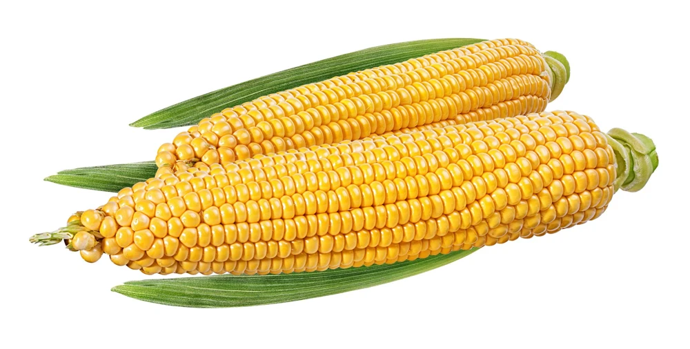 South American Yellow Popcorn Corn Seeds - 75 Count Heirloom Zea Mays - Image 6