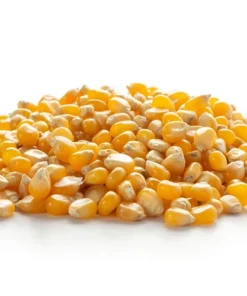 South American Yellow Popcorn Corn Seeds - 75 Count Heirloom Zea Mays - Image 7
