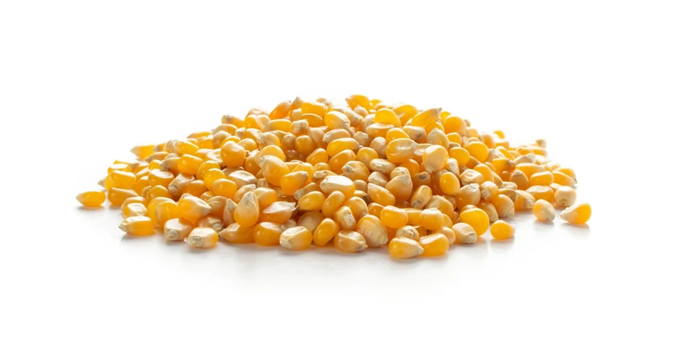 South American Yellow Popcorn Corn Seeds - 75 Count Heirloom Zea Mays - Image 7