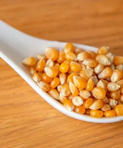 South American Yellow Popcorn Corn Seeds - 75 Count Heirloom Zea Mays - Image 8
