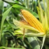 South American Yellow Popcorn Corn Seeds - 75 Count Heirloom Zea Mays - Image 1