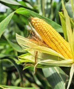South American Yellow Popcorn Corn Seeds - 75 Count Heirloom Zea Mays - Image 1