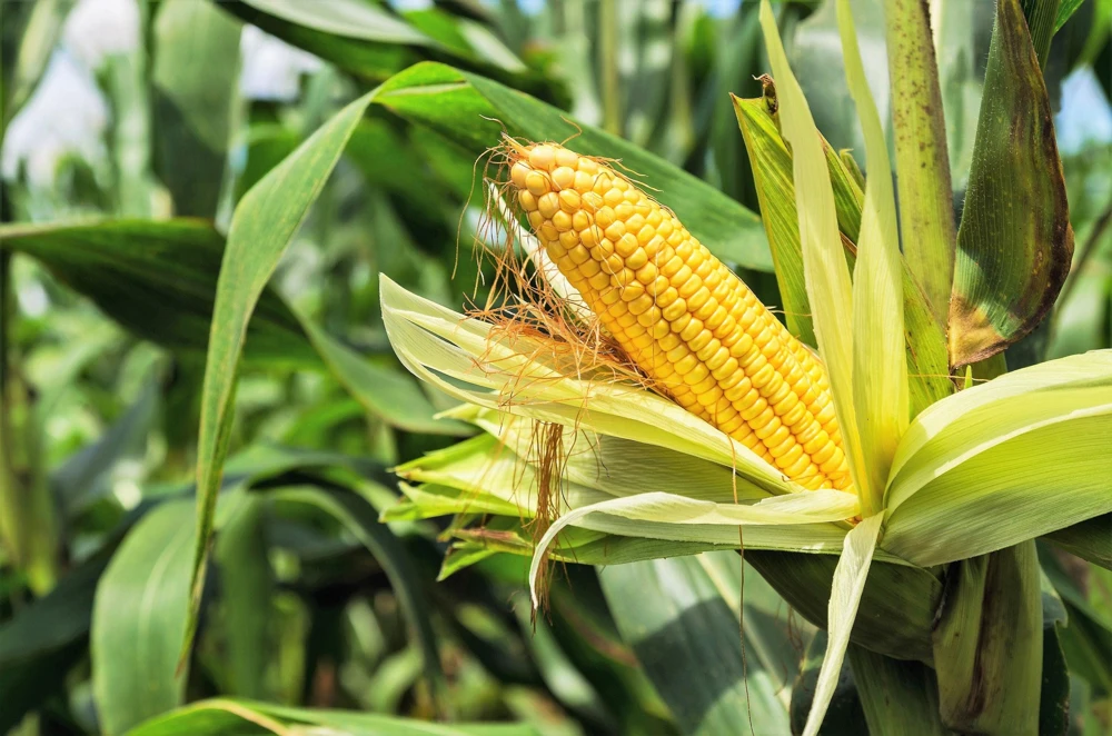South American Yellow Popcorn Corn Seeds - 75 Count Heirloom Zea Mays - Image 1