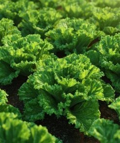 Southern Giant Curled Mustard Greens Seeds – Heirloom Leafy Greens – 300 Seeds - Image 2