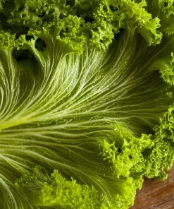 Southern Giant Curled Mustard Greens Seeds – Heirloom Leafy Greens – 300 Seeds - Image 3