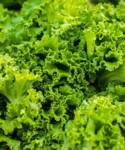 Southern Giant Curled Mustard Greens Seeds – Heirloom Leafy Greens – 300 Seeds - Image 4
