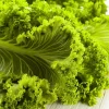 Southern Giant Curled Mustard Greens Seeds – Heirloom Leafy Greens – 300 Seeds - Image 1