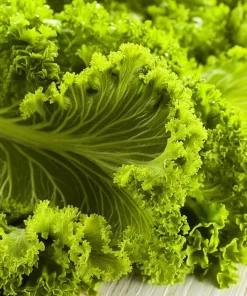 Southern Giant Curled Mustard Greens Seeds – Heirloom Leafy Greens – 300 Seeds - Image 1