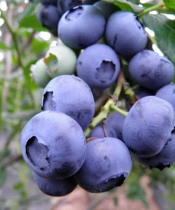Southern Highbush Blueberry Seeds - 50 Pre-Stratified Vaccinium Corymbosum Fruit Bush Shrub Seeds - Zones 5-10 - Image 10