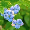 Southern Highbush Blueberry Seeds - 50 Pre-Stratified Vaccinium Corymbosum Fruit Bush Shrub Seeds - Zones 5-10 - Image 1