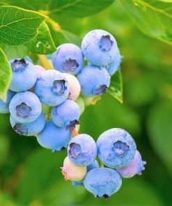 Southern Highbush Blueberry Seeds - 50 Pre-Stratified Vaccinium Corymbosum Fruit Bush Shrub Seeds - Zones 5-10 - Image 1