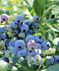 Southern Highbush Blueberry Seeds - 50 Pre-Stratified Vaccinium Corymbosum Fruit Bush Shrub Seeds - Zones 5-10 - Image 2