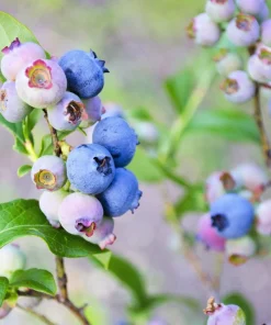 Southern Highbush Blueberry Seeds - 50 Pre-Stratified Vaccinium Corymbosum Fruit Bush Shrub Seeds - Zones 5-10 - Image 3