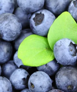 Southern Highbush Blueberry Seeds - 50 Pre-Stratified Vaccinium Corymbosum Fruit Bush Shrub Seeds - Zones 5-10 - Image 4