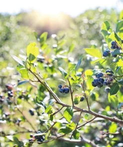 Southern Highbush Blueberry Seeds - 50 Pre-Stratified Vaccinium Corymbosum Fruit Bush Shrub Seeds - Zones 5-10 - Image 5