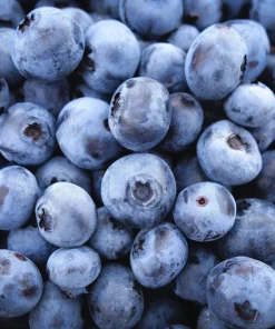 Southern Highbush Blueberry Seeds - 50 Pre-Stratified Vaccinium Corymbosum Fruit Bush Shrub Seeds - Zones 5-10 - Image 6