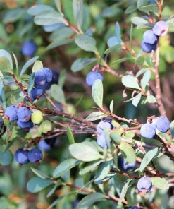Southern Highbush Blueberry Seeds - 50 Pre-Stratified Vaccinium Corymbosum Fruit Bush Shrub Seeds - Zones 5-10 - Image 7