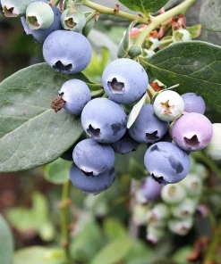 Southern Highbush Blueberry Seeds - 50 Pre-Stratified Vaccinium Corymbosum Fruit Bush Shrub Seeds - Zones 5-10 - Image 8