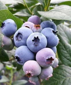 Southern Highbush Blueberry Seeds - 50 Pre-Stratified Vaccinium Corymbosum Fruit Bush Shrub Seeds - Zones 5-10 - Image 9