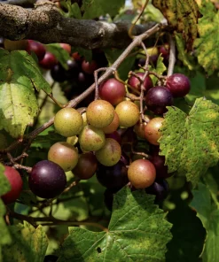 Southern Home Muscadine Grape Vines - 2 Live Starter Plants (5-9 In.) - Image 3