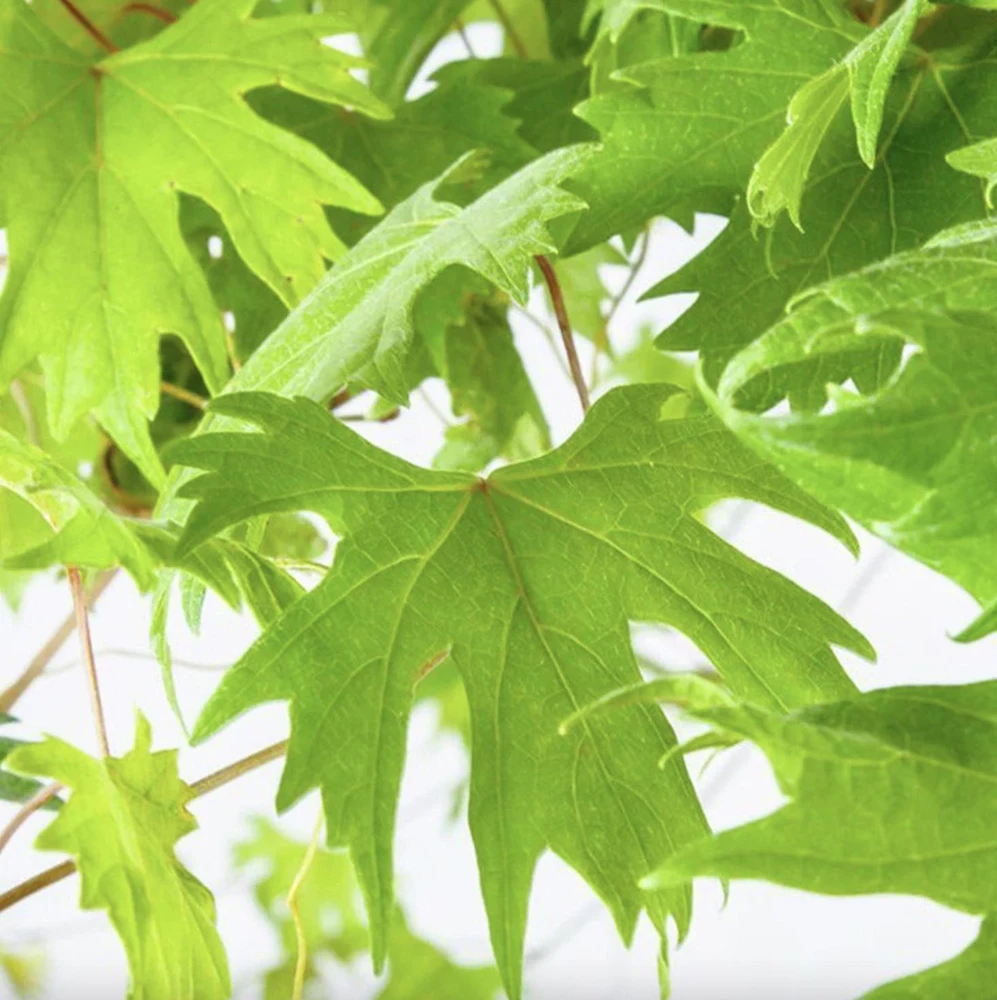 Southern Home Muscadine Grape Vines - 2 Live Starter Plants (5-9 In.) - Image 4
