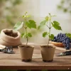 Southern Home Muscadine Grape Vines - 2 Live Starter Plants (5-9 In.) - Image 1
