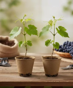 Southern Home Muscadine Grape Vines - 2 Live Starter Plants (5-9 In.) - Image 1