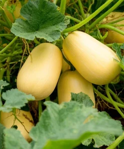 Spaghetti Winter Squash Seeds - 25 Seeds, Unique Stringy Flesh, Easy Grow for Gardens & Containers - Image 3