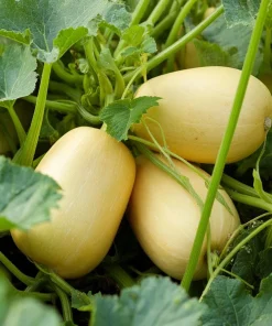 Spaghetti Winter Squash Seeds - 25 Seeds, Unique Stringy Flesh, Easy Grow for Gardens & Containers - Image 6