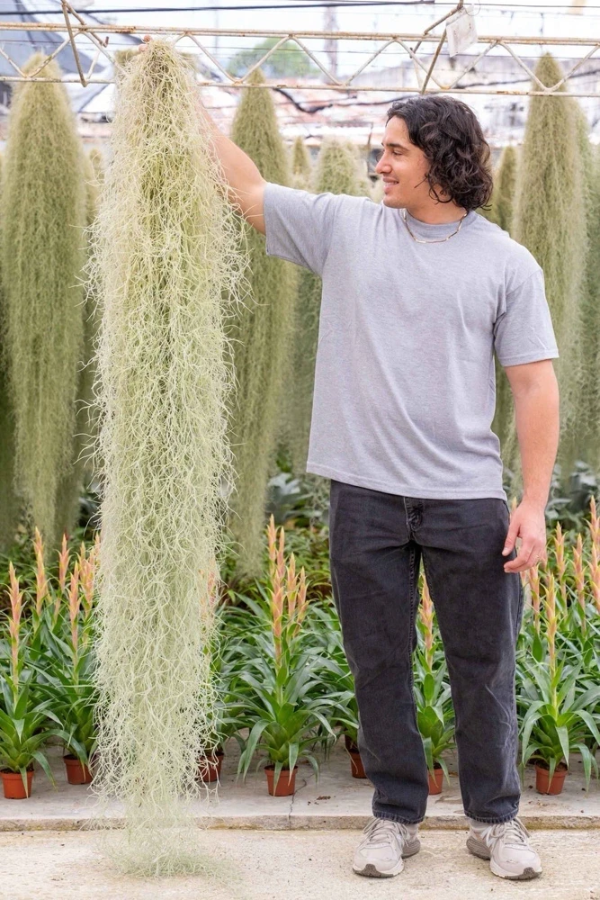 Spanish Moss Air Plant Live - Tillandsia Usneoides Giant Clump - Easy Care Indoor/Outdoor - Image 2