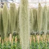 Spanish Moss Air Plant Live - Tillandsia Usneoides Giant Clump - Easy Care Indoor/Outdoor - Image 1