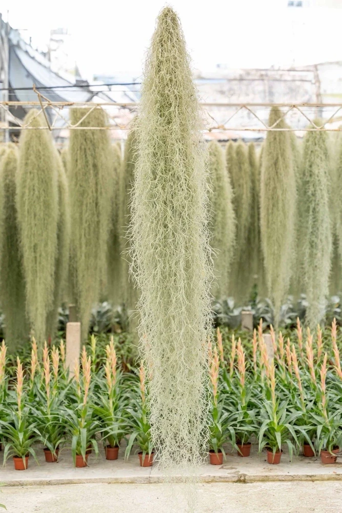 Spanish Moss Air Plant Live - Tillandsia Usneoides Giant Clump - Easy Care Indoor/Outdoor - Image 1