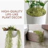 Spanish Moss Air Plant Live Tillandsia Usneoides Indoor Outdoor Decor - Image 1