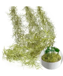 Spanish Moss Live Air Plant - Tillandsia usneoides for Terrariums & Decor - Image 2