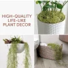 Spanish Moss Live Air Plant - Tillandsia usneoides for Terrariums & Decor - Image 1