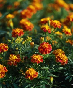 Sparky French Marigold Seeds – Vibrant Tagetes Patula – 300 Seeds - Image 2