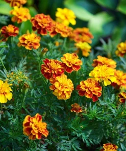 Sparky French Marigold Seeds – Vibrant Tagetes Patula – 300 Seeds - Image 3