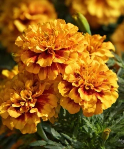Sparky French Marigold Seeds – Vibrant Tagetes Patula – 300 Seeds - Image 4