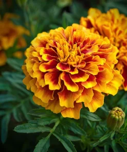 Sparky French Marigold Seeds – Vibrant Tagetes Patula – 300 Seeds - Image 5