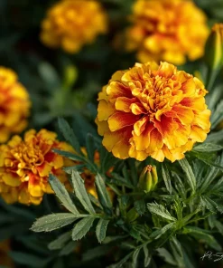 Sparky French Marigold Seeds – Vibrant Tagetes Patula – 300 Seeds - Image 6