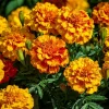 Sparky French Marigold Seeds – Vibrant Tagetes Patula – 300 Seeds - Image 1