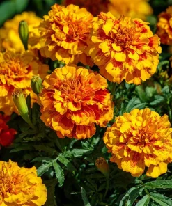 Sparky French Marigold Seeds – Vibrant Tagetes Patula – 300 Seeds - Image 1