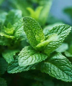 Spearmint Seeds – 200 Heirloom Aromatic Culinary Herb Seeds – Mentha spicata - Image 2