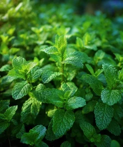 Spearmint Seeds – 200 Heirloom Aromatic Culinary Herb Seeds – Mentha spicata - Image 5