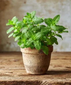 Spearmint Seeds – 200 Heirloom Aromatic Culinary Herb Seeds – Mentha spicata - Image 7