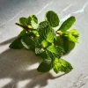 Spearmint Seeds – 200 Heirloom Aromatic Culinary Herb Seeds – Mentha spicata - Image 1