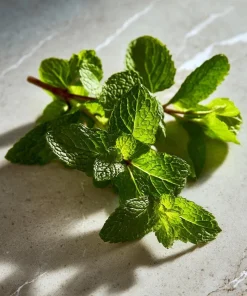 Spearmint Seeds – 200 Heirloom Aromatic Culinary Herb Seeds – Mentha spicata - Image 1