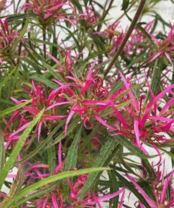 Spider Azalea Live Plant – Rhododendron stenopetalum – Pink Evergreen Shrub – #2 Container - Image 2